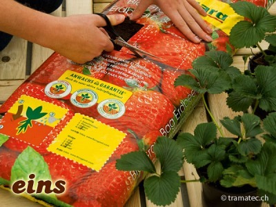 Floragard Bio Grow Bag Erdbeere & Minze